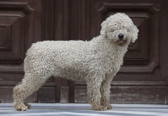 Испанская водяная собака