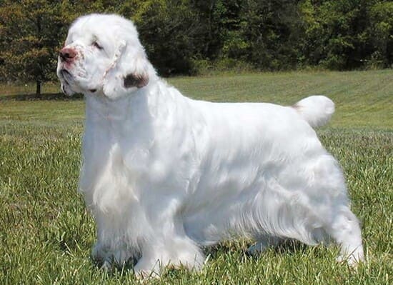 Кламбер спаниель