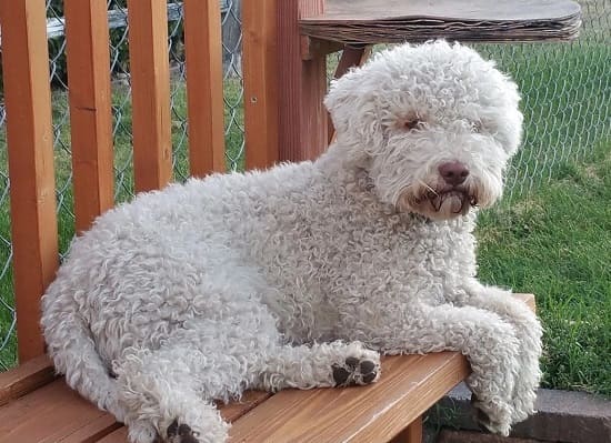 Лаготто романьоло