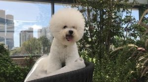 Маленькая кудрявая собака