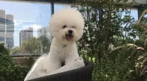 Маленькая кудрявая собака