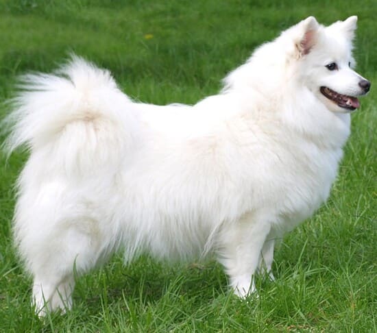 Миттельшпиц: средний немецкий шпиц