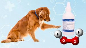 Перекись водорода для собак