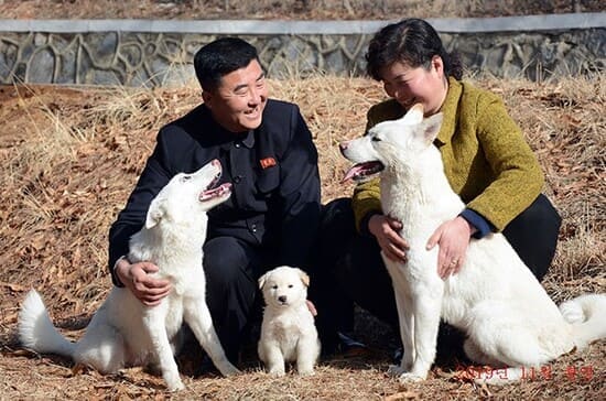Корейские собак пхунсангэ
