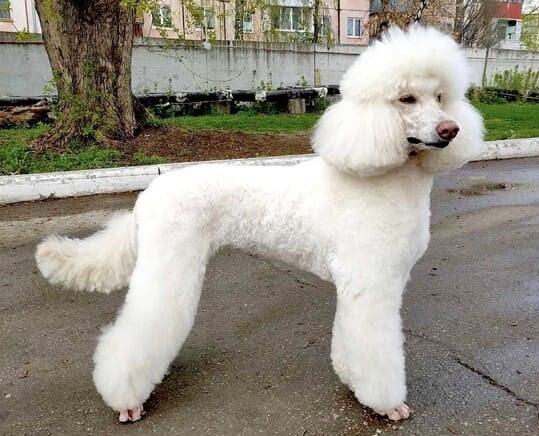 Пудель средний