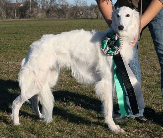 Шелковистый виндхаунд