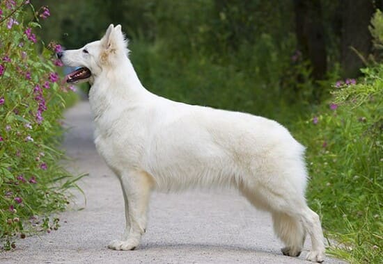 Швейцарская овчарка