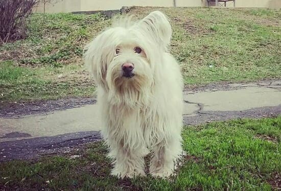 Тибетский терьер