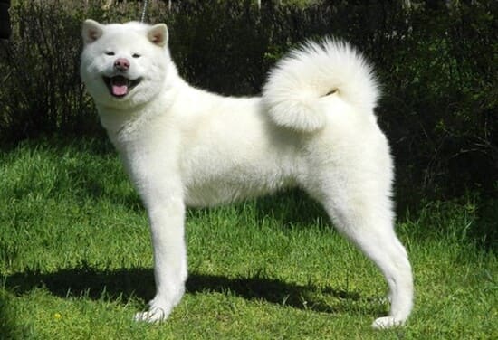 Японский акита белошерстный