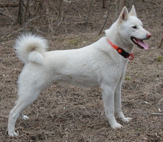 Западносибирская лайка