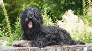 Собака с челкой на глазах