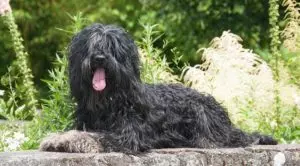 Собака с челкой на глазах