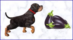 Баклажаны собакам