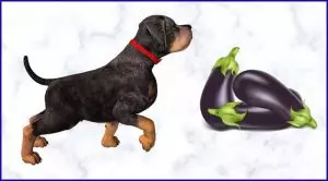 Баклажаны собакам