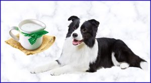 Кефир собакам и щенкам