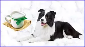 Кефир собакам и щенкам