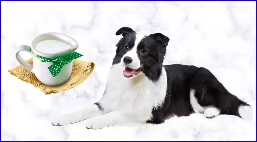 Кефир собакам и щенкам