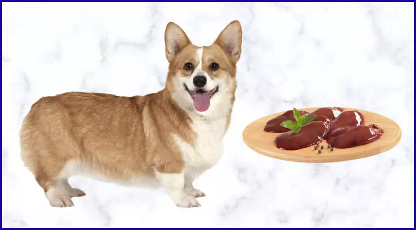 Можно ли собакам куриную печень