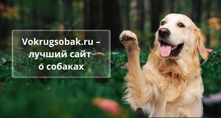 О проекте
