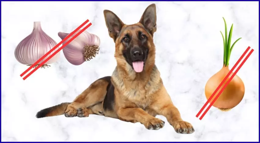 Почему собакам нельзя лук