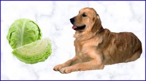 Можно ли белокочанную капусту собакам