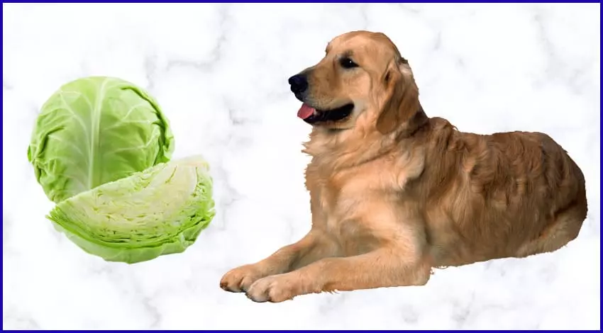 Можно ли белокочанную капусту собакам