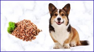 Можно ли собакам гречку