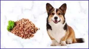 Можно ли собакам гречку