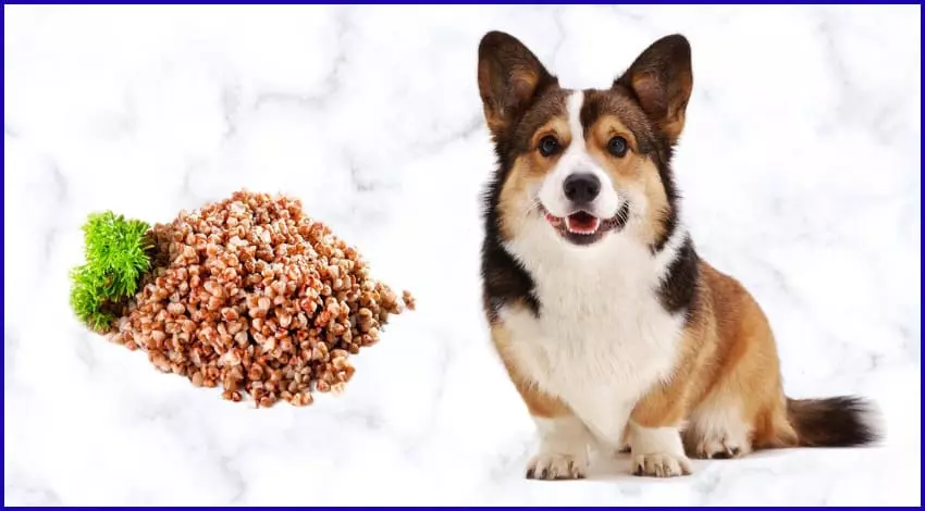 Можно ли собакам гречку