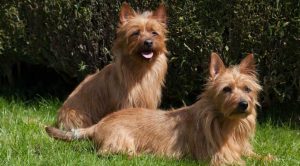 Жесткошерстные терьеры