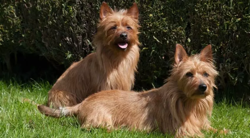 Жесткошерстные терьеры