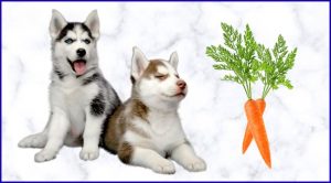 Морковь собакам