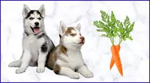 Морковь собакам