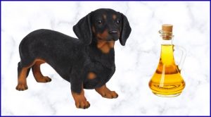 Растительное масло собакам