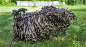 Собаки с дредами