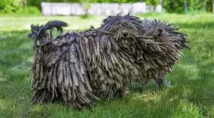 Собаки с дредами