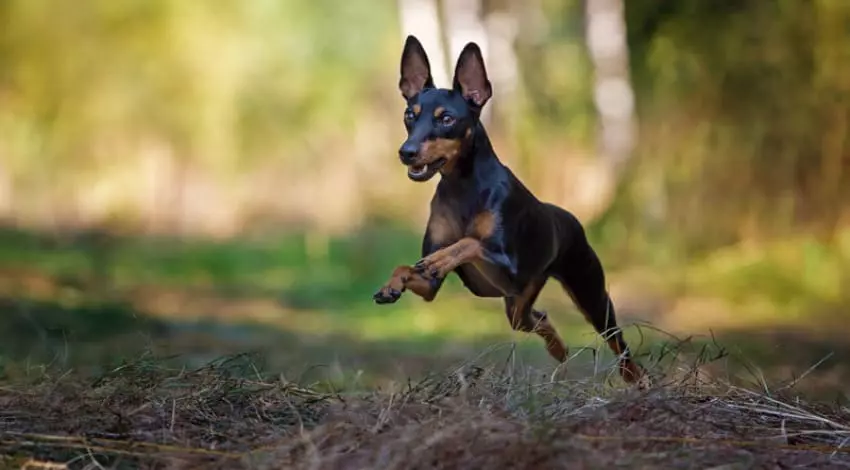 Гладкошерстный терьер