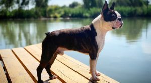 Окрасы бостон терьера