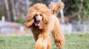 Окрасы пуделя