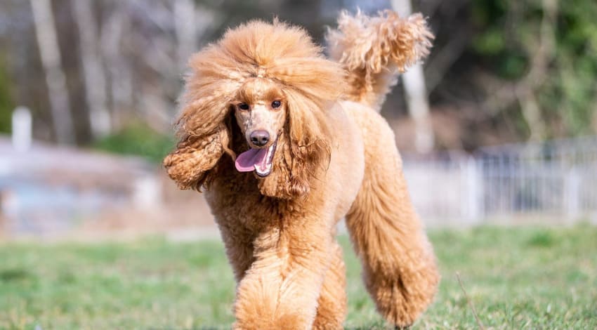 Barvy Pudla Podle Nov ho Standardu