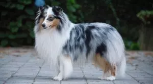 Окрасы шелти