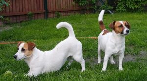 Джек-рассел-терьеры