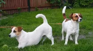 Джек-рассел-терьеры