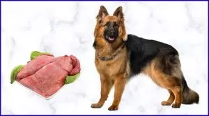 Легкое собакам