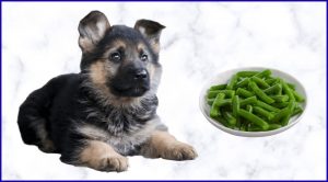 Стручковая фасоль собакам