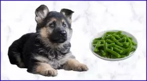 Стручковая фасоль собакам