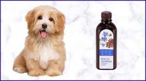 Льняное масло собакам