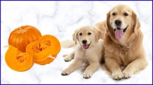 Тыква собакам и щенкам