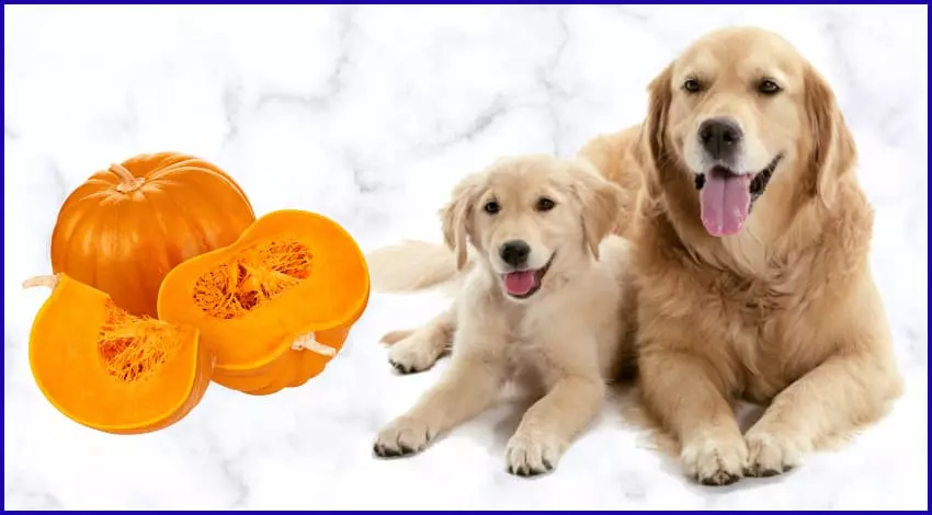 Тыква собакам и щенкам