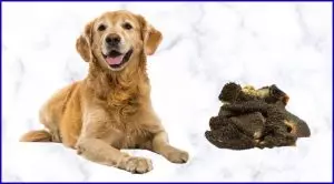 Говяжий рубец: польза для собак